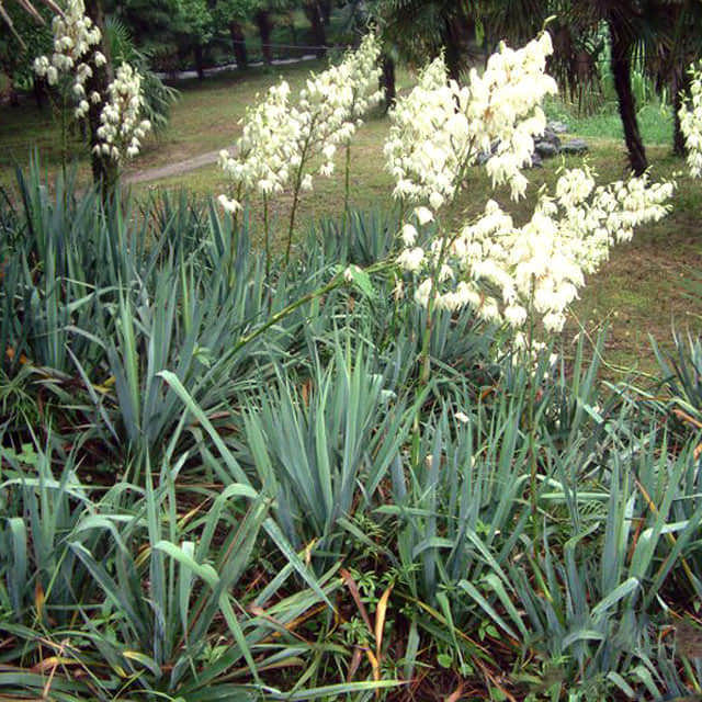 Yucca flaccida
