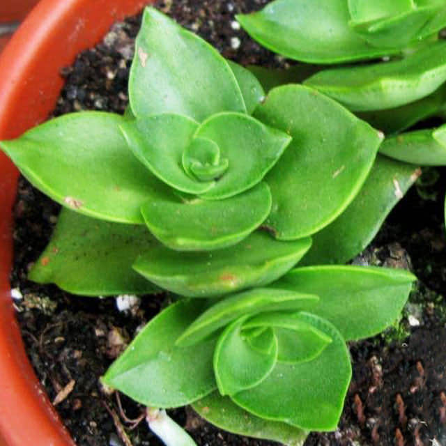 Crassula lactea White Cottony Spots