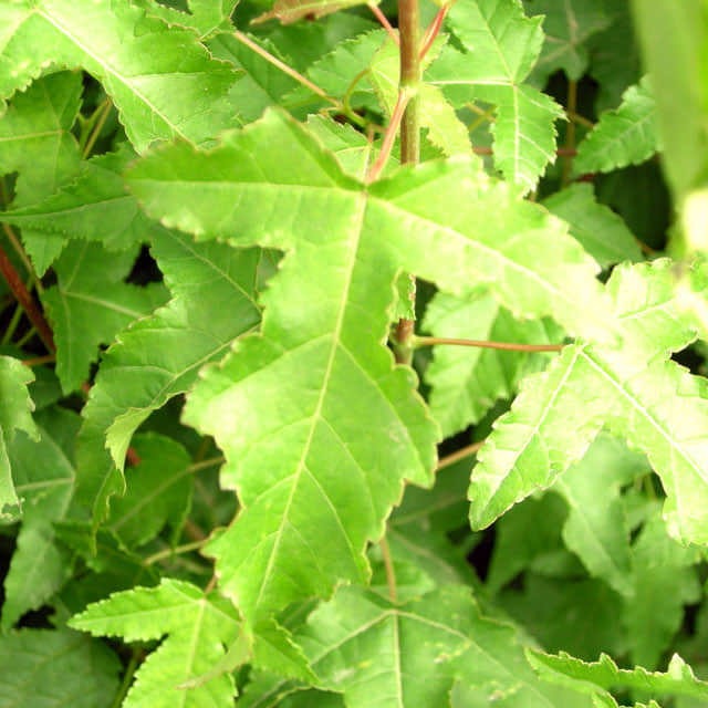 Acer ginnala