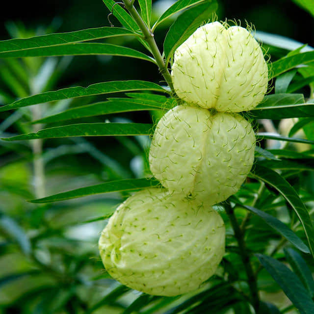 Gomphocarpus fruticosus