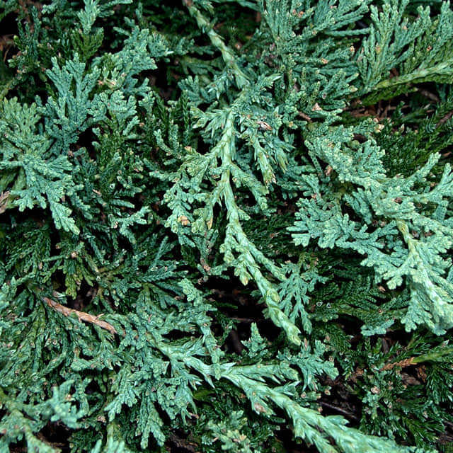 Juniperus horizontalis