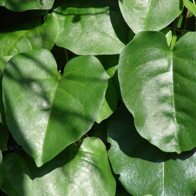 Anredera cordifolia
