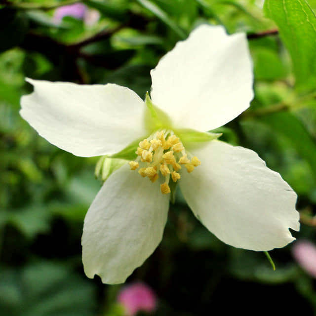 Philadelphus x lemoinei
