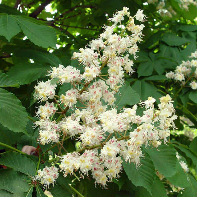 Aesculus hippocastanum