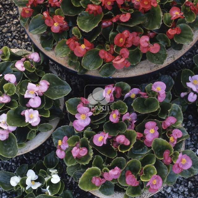 Begonia Monza Formula Mixture Yellow Leaves