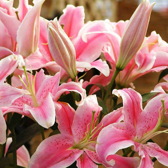 Lilium orientale Stargazer Sudden Leaf Drop