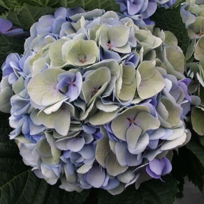 Hydrangea macrophylla Magical Opal Sticky Leaves