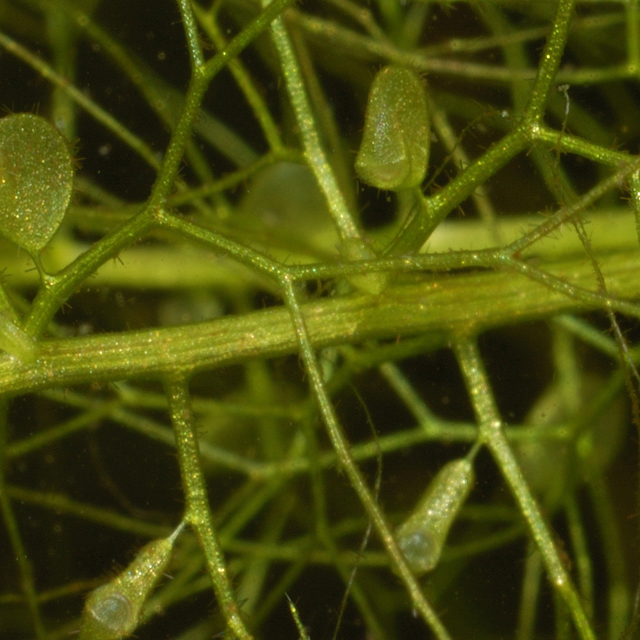 Utricularia vulgaris