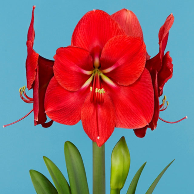 Hippeastrum Amigo