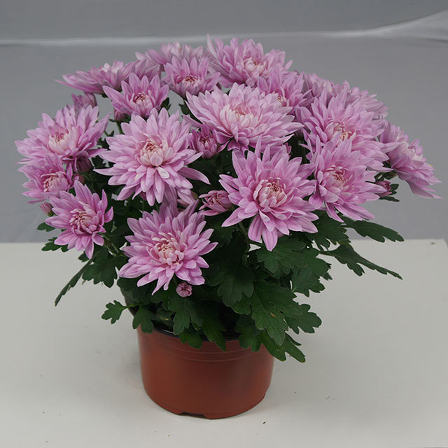 Chrysanthemum Derlei Dark