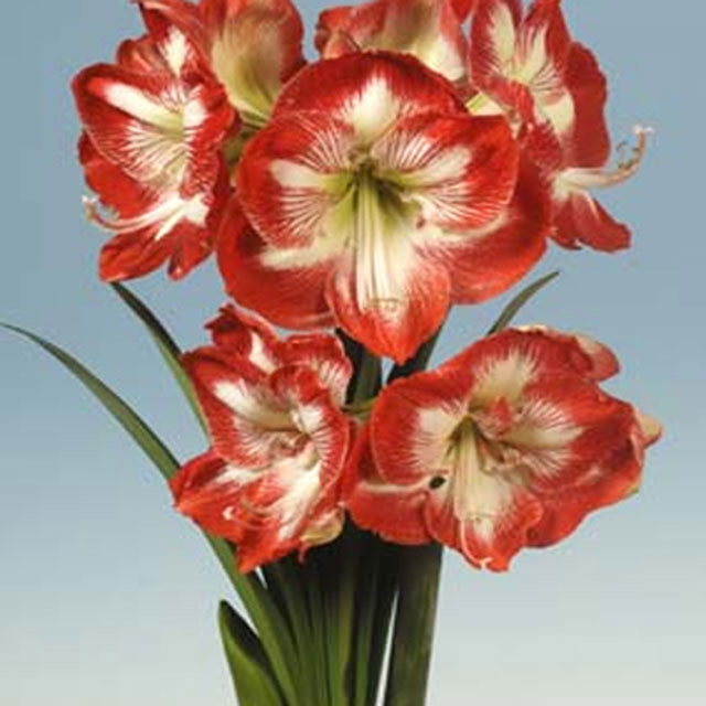 Amaryllis Mambo