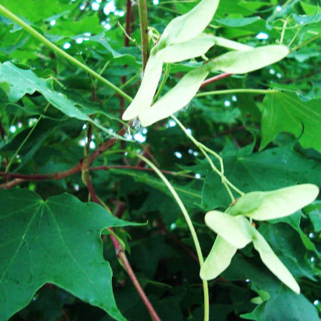 Acer saccharum Fine Webbing
