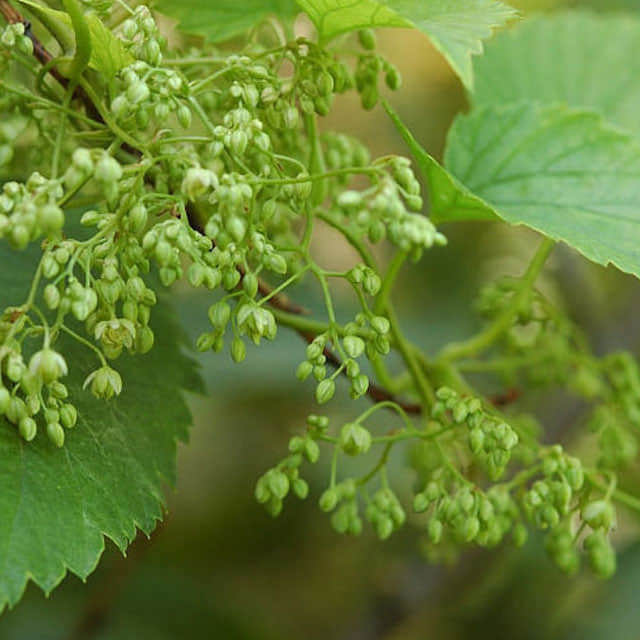 Humulus lupulus US Mount Hood