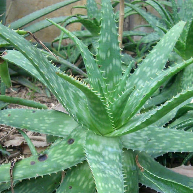 Aloe maculata