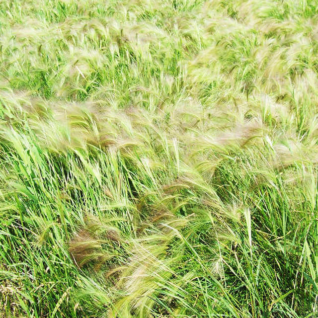Hordeum jubatum