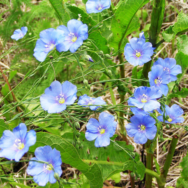 Linum usitatissimum