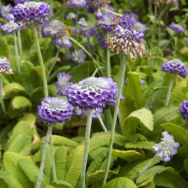 Primula capitata