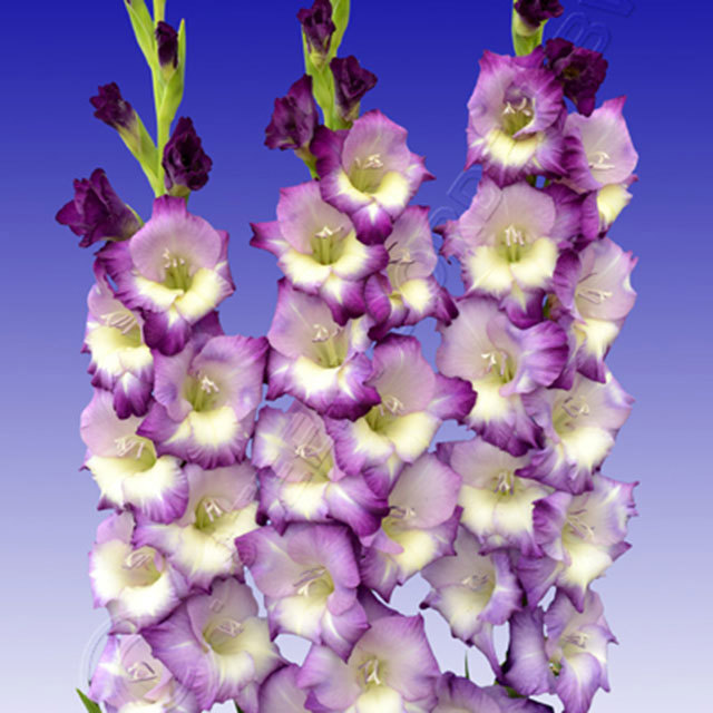 Gladiolus Kings Lynn