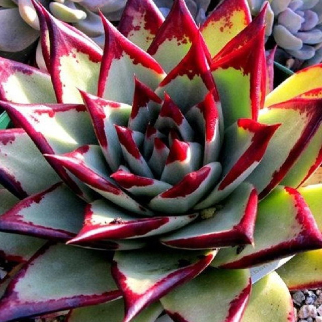 Echeveria agavoides Ebony Brown Leaf Tips