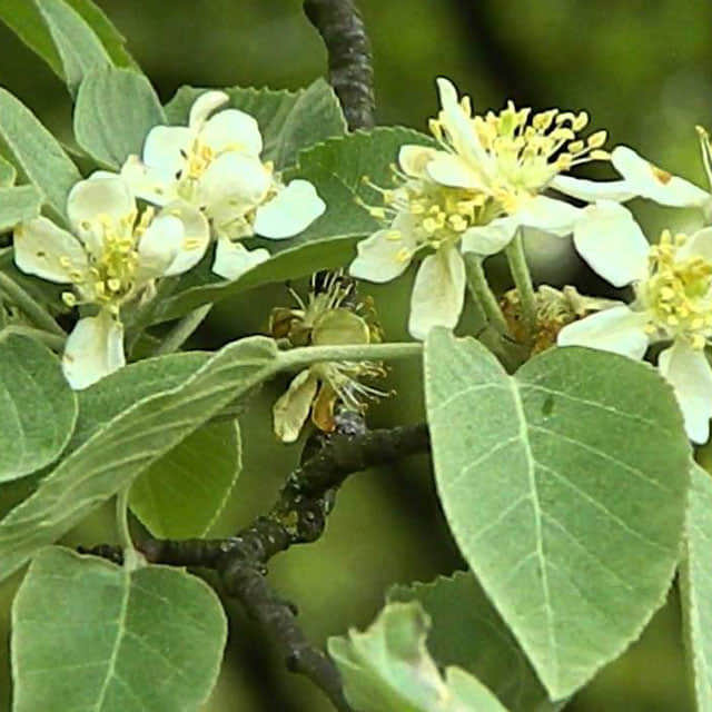Malus tschonoskii White Powder