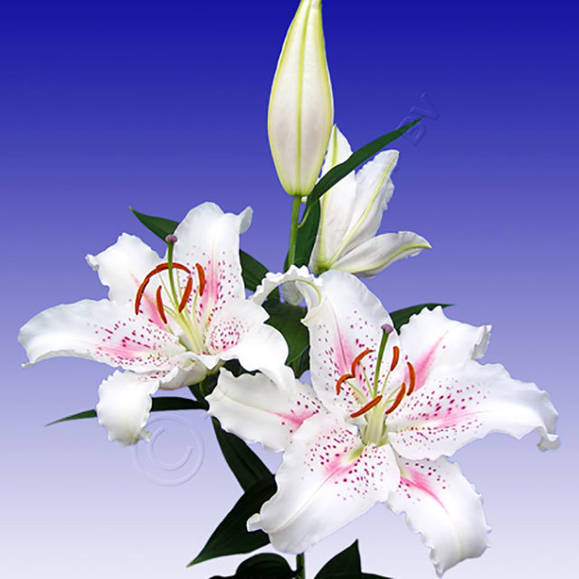 Lilium oriental Muscadet Fine Webbing