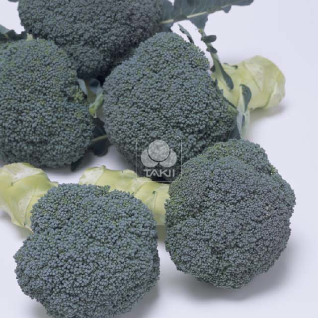 Broccoli Confidant F1