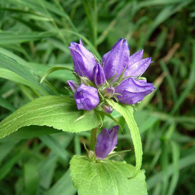 Campanula latifolia