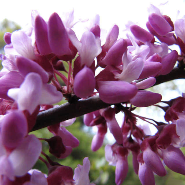 Cercis occidentalis