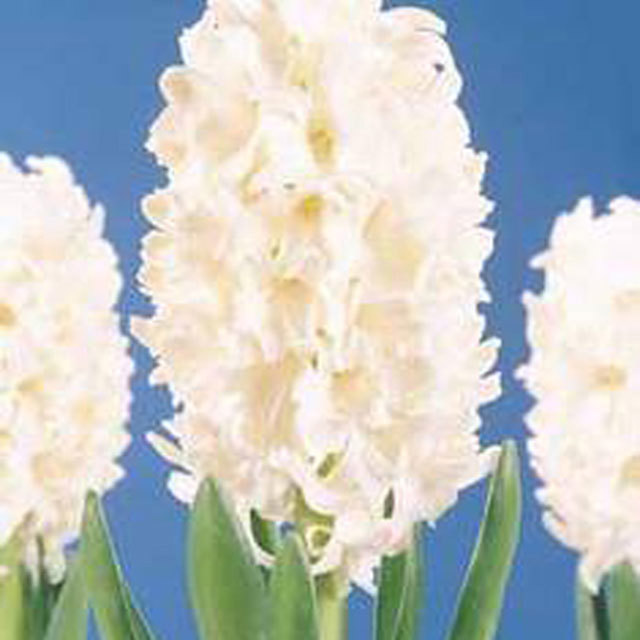 Hyacinthus orientalis Top White