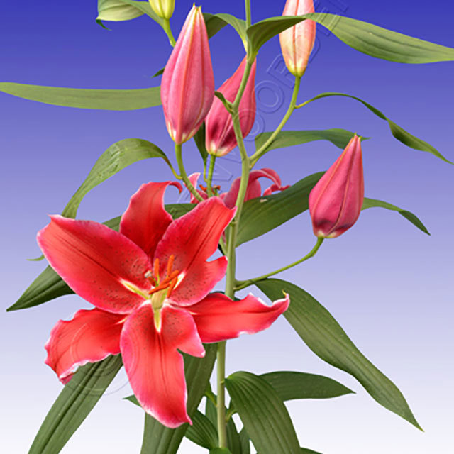 Lilium oriental Cadenza Fine Webbing