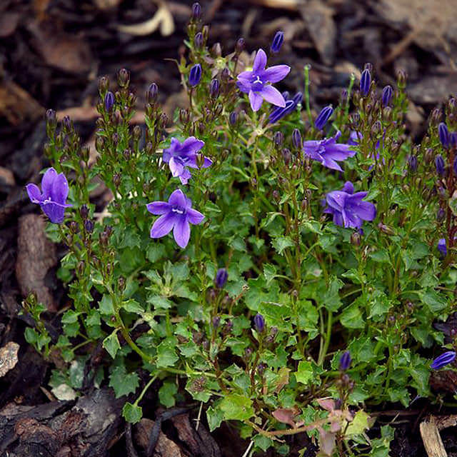 Campanula portenschlagiana