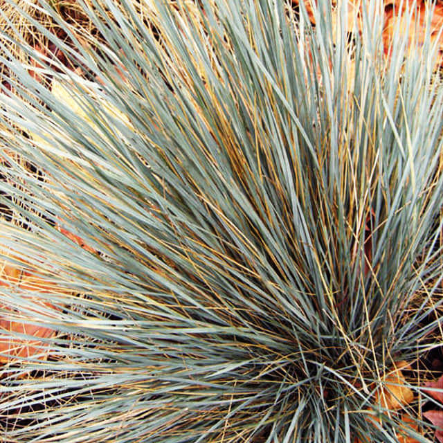Helictotrichon sempervirens