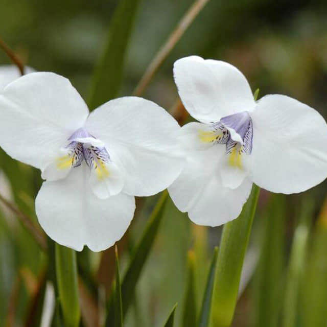 Dietes iridioides