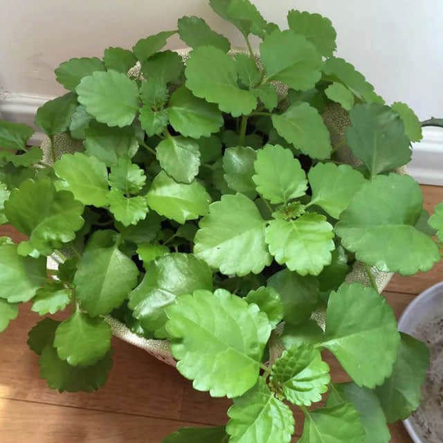 Plectranthus argentatus