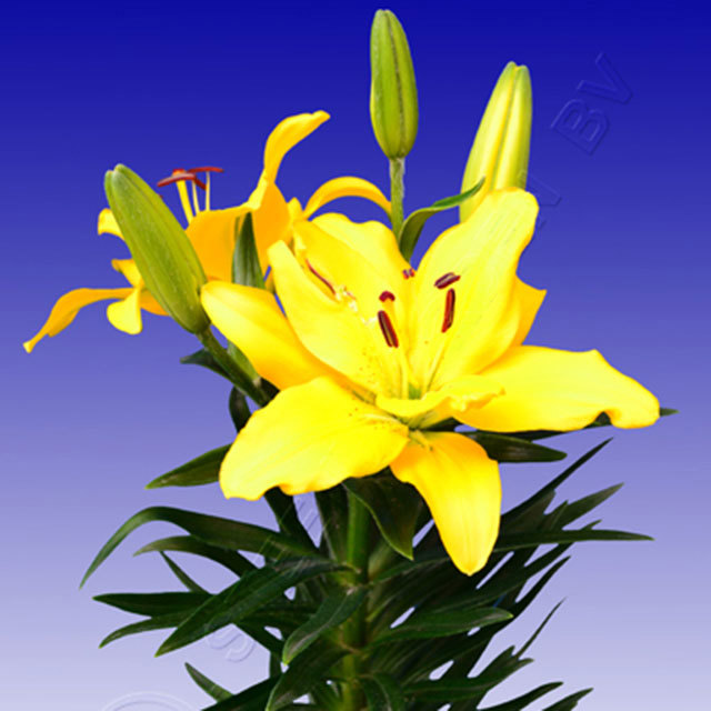 Lilium Butter Pixie Fine Webbing