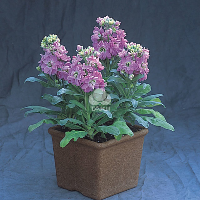Matthiola incana Cinderella Lavender
