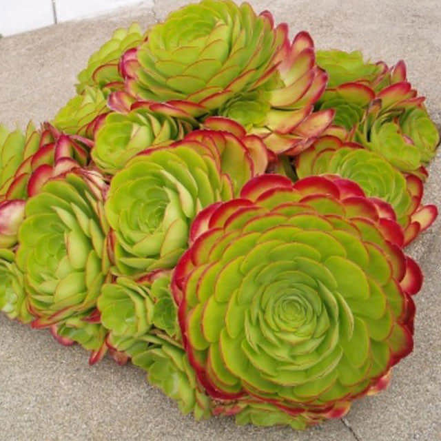 Aeonium canariense Drooping Leaves