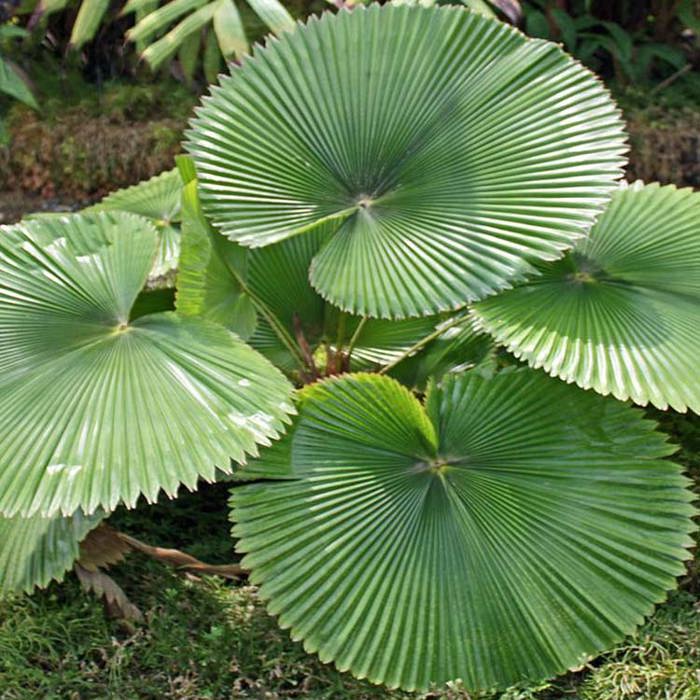 Licuala grandis