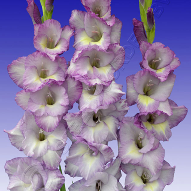 Gladiolus Belladonna