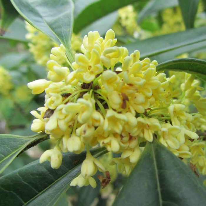 Osmanthus fragrans Rixianggui