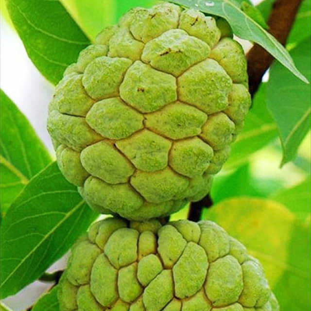 Annona x atemoya