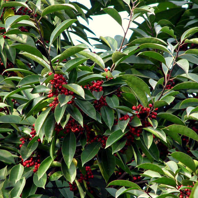 Ilex rotunda