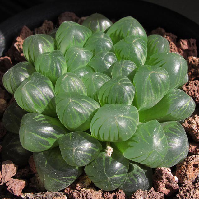 Haworthia cooperi truncata Brown Leaf Tips