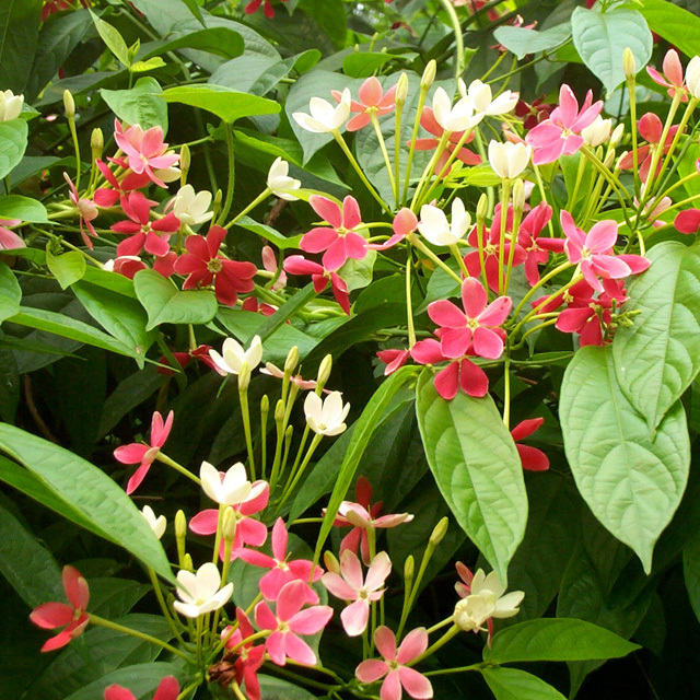 Quisqualis indica