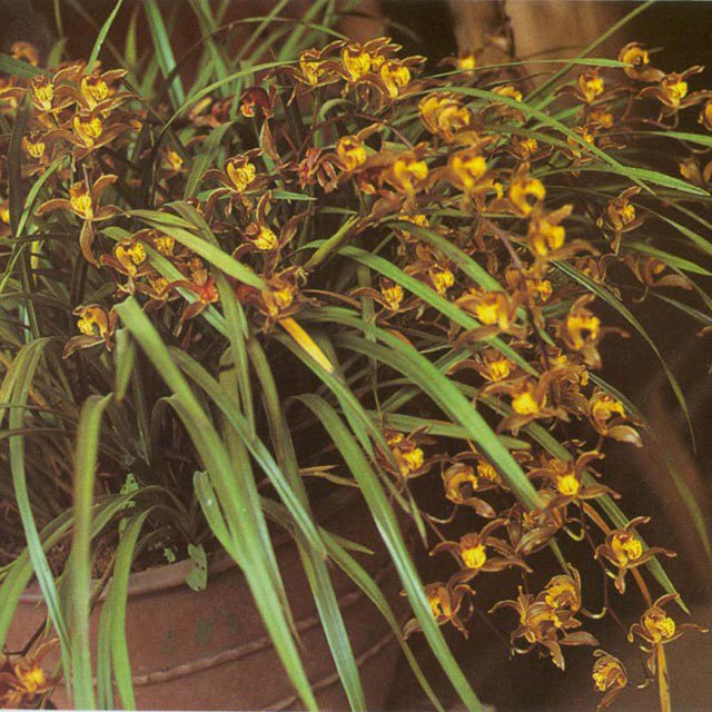Cymbidium iridioides