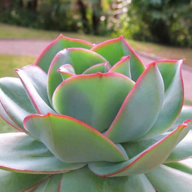 Echeveria subrigida White Powder