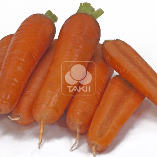 Daucus carota Tangerina