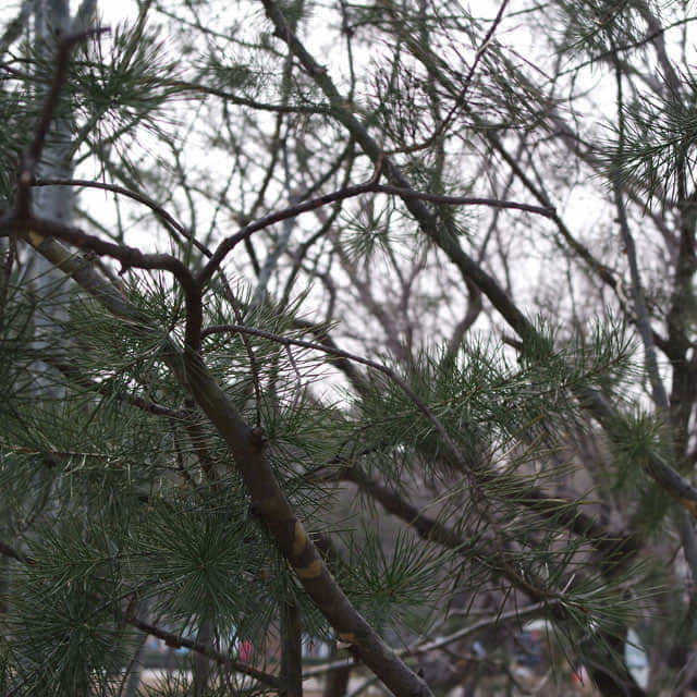 Pinus bungeana