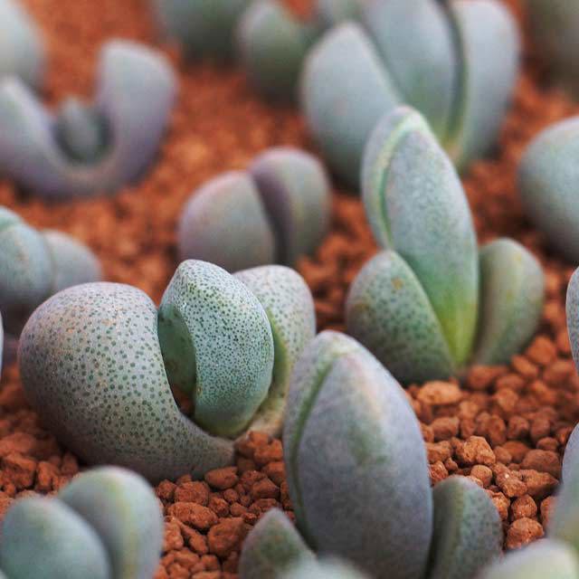 Pleiospilos nelii