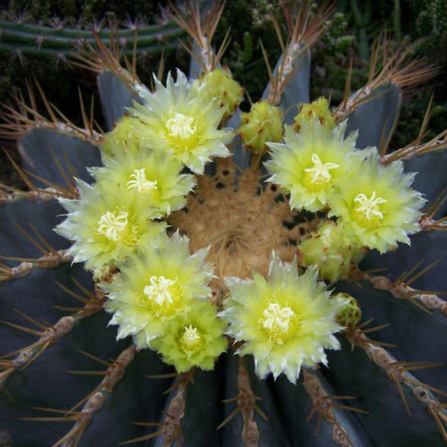 Ferocactus glaucescens White Cottony Spots